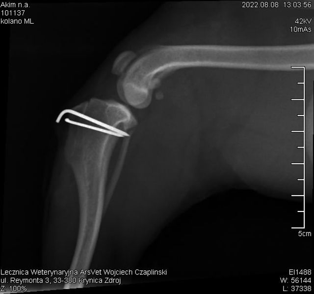 arsvet-krynica-zdroj-weterynarz-chirurgia-ortopedia-z3.jpg