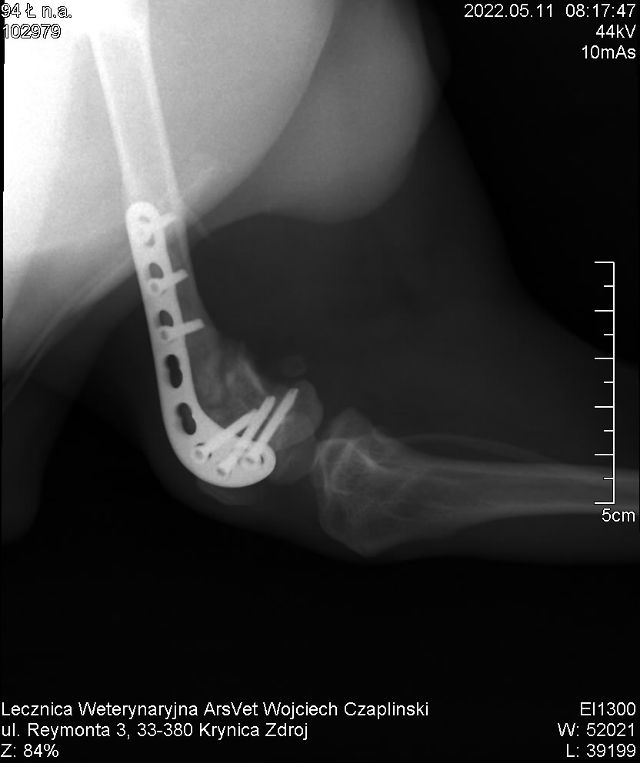 arsvet-krynica-zdroj-weterynarz-chirurgia-ortopedia-z6.jpg