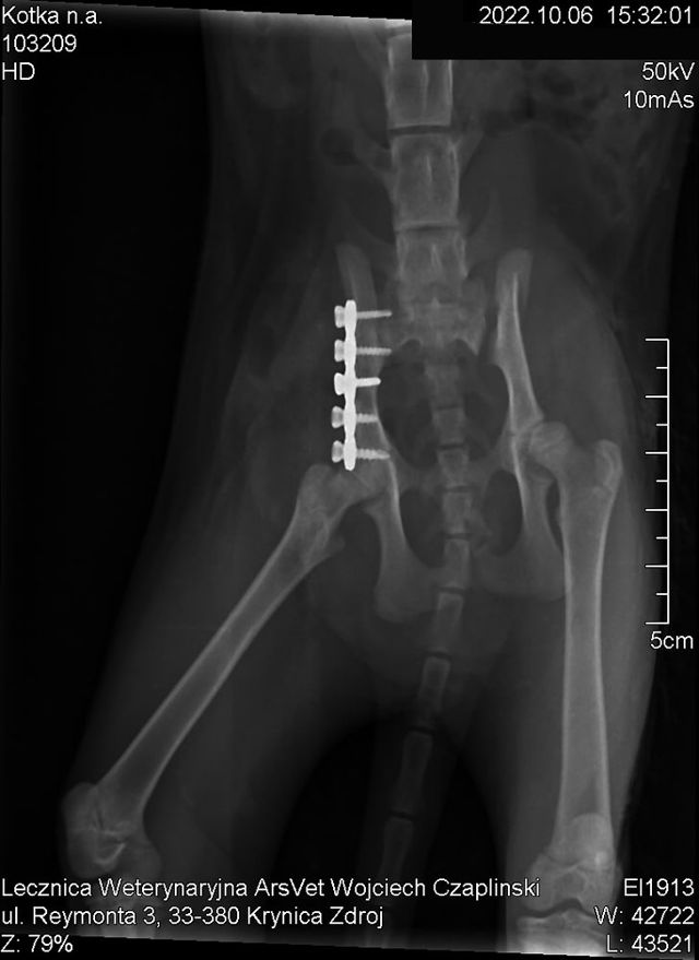 arsvet-krynica-zdroj-weterynarz-chirurgia-ortopedia-z2.jpg