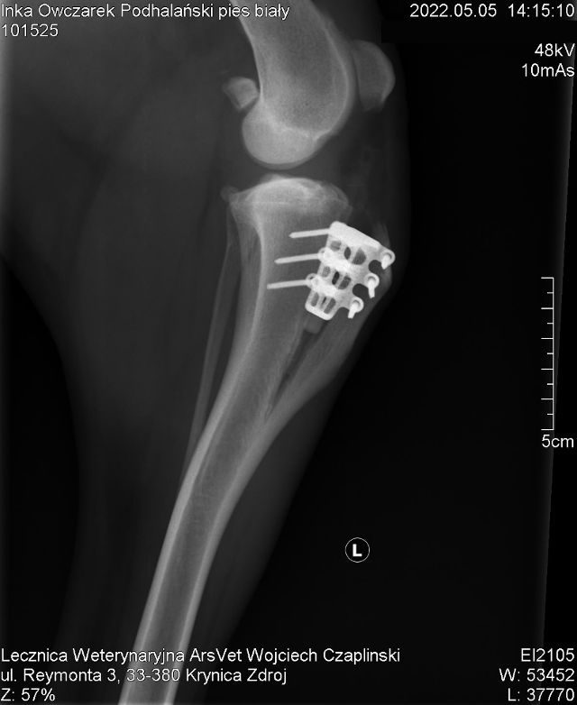 arsvet-krynica-zdroj-weterynarz-chirurgia-ortopedia-z4.jpg